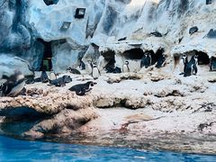 -帝企鹅自助餐厅•儿童岛•真企鹅(长隆企鹅酒店)