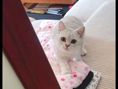 -糯米喵星人总部直营旗舰店·猫舍·幼猫出售