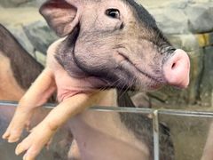 -正佳雨林生态植物园