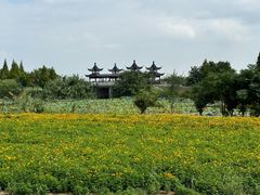 -泗洪洪泽湖湿地景区