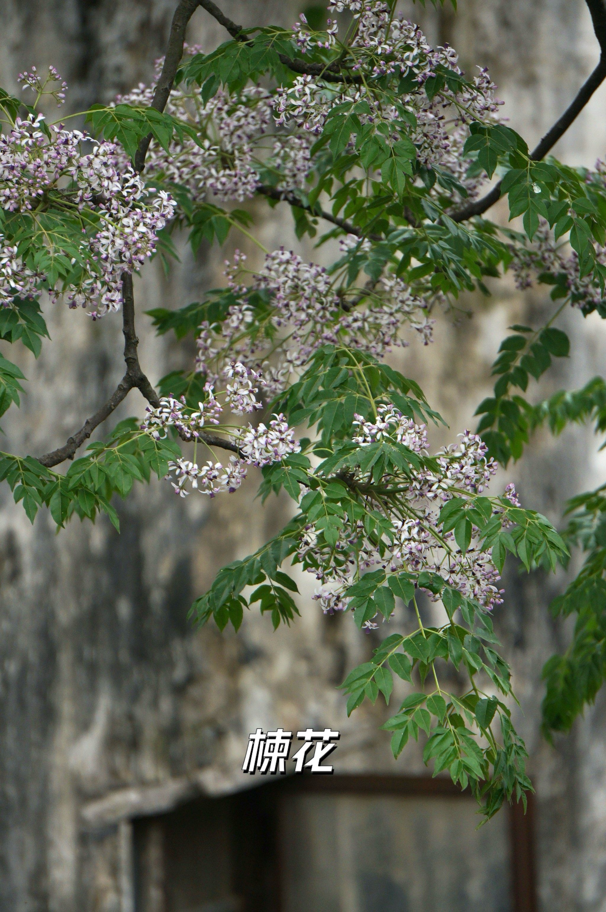 楝花开,江南春尽夏至