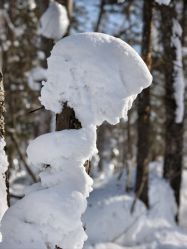 -大秃顶子山