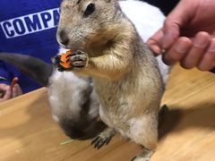 -藦茜花园宠物主题亲子互动体验馆(国顺东路店)