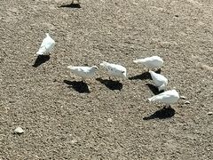 -青岛海景花园大酒店·白果树餐厅青岛菜