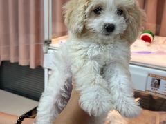 -翊宠yipet猫狗购宠庄园犬舍•猫舍