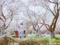 -林屋梅海青梅保护基地