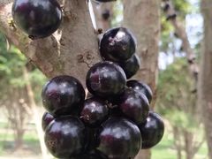 -迪茵湖田家舍生态农场