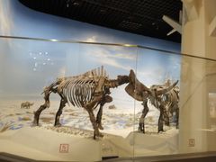 -国家自然博物馆