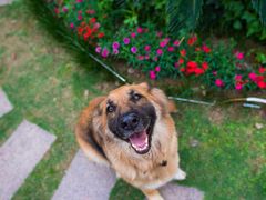 -伟伟宠物医院·CT影像中心·瑞派犬猫综合性门诊(汉口总院)