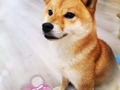 -柴迷FANS CLUB·柴犬狗咖·猫咖
