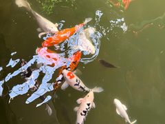 -南宫五洲植物乐园