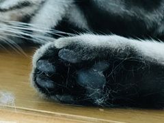 -Catmate·猫肥家润(金润铂宫店)
