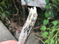 -阿林有机农庄