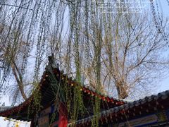 -桃花堤公园