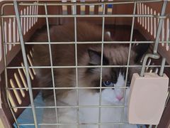 -瑞鹏宠物医院·骨科·猫科·内科(第一中心)