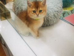 -糯米喵星人总部直营旗舰店·猫舍·幼猫出售