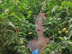 -万源龙顺度假庄园生态观光园