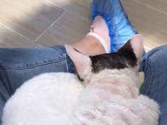 -momokira米努特·德文卷毛猫·棉花面纱犬