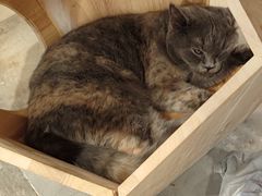 -楼上猫咖(罗湖店)