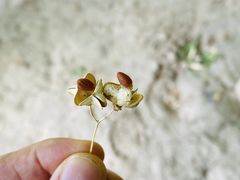 -金塔沙漠胡杨林景区