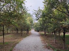 -西青郊野公园
