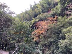 枫叶-周洛大峡谷