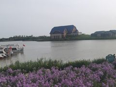 -荷兰花海