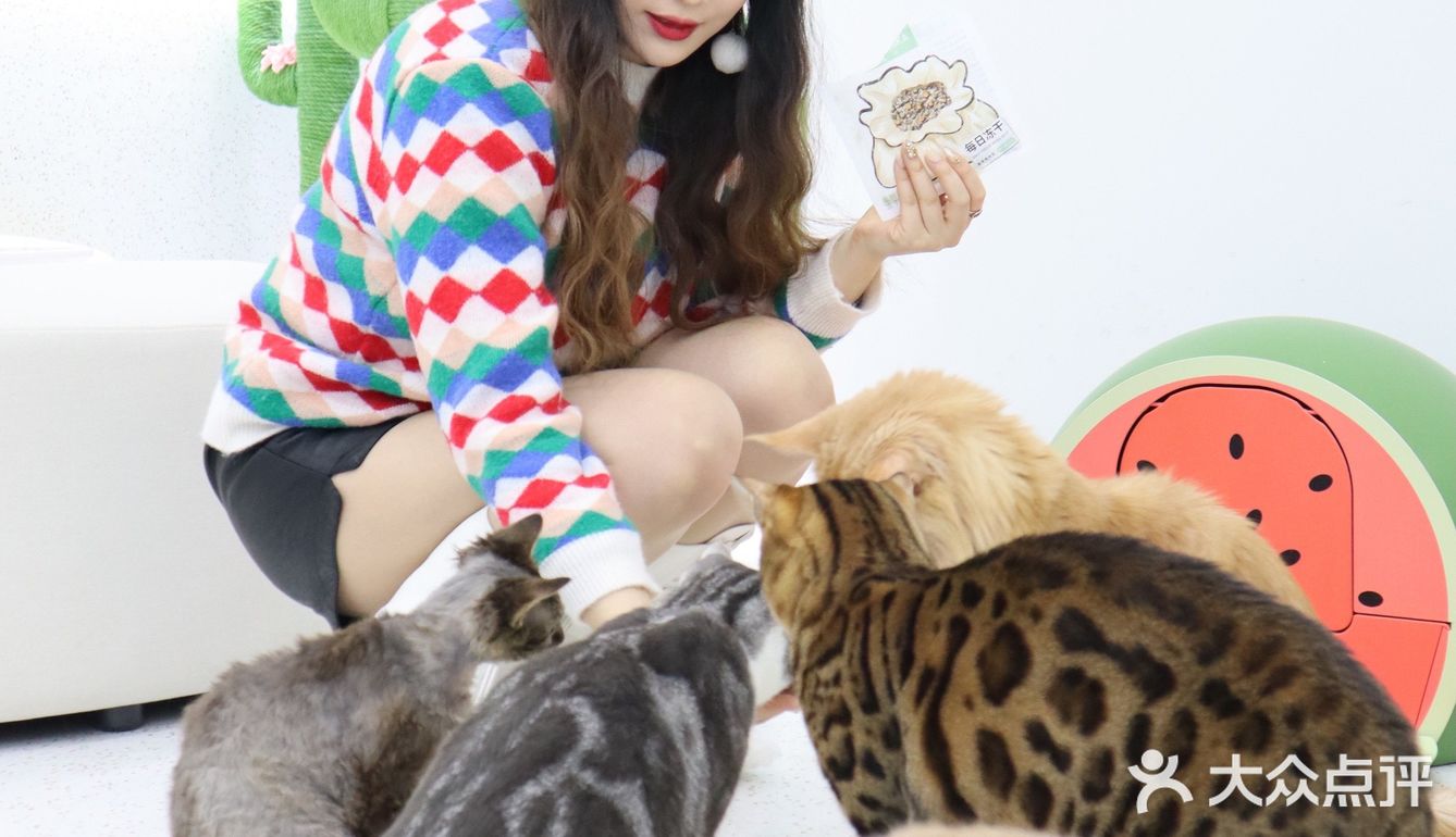 上海猫咖探店 | 撸猫的一天也太快乐了🐱