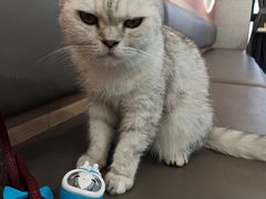 -喵园·猫主题咖啡厅·撸猫·猫咖(国贸店)