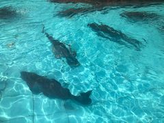 -忆江南·临江鱼馆