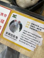 -神奇动物撸宠馆·羊驼·小浣熊·异宠(豫园店)