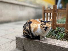 -西园戒幢律寺