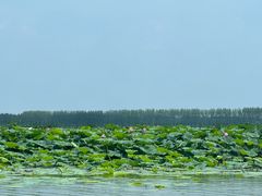 -微山湖红荷湿地景区
