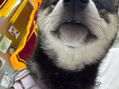 -美美宠物诊疗中心·异宠·骨科(滨江东信分院)