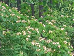 -合肥滨湖国家森林公园