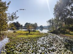 -贡湖湾湿地公园