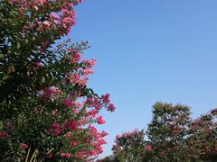 -武汉紫薇都市田园