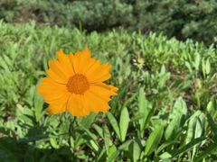 -原山国家森林公园