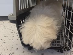 -瑞派康怡24h宠物医院·犬猫医疗中心·微创绝育(瑞景分院)