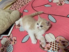 -70cat德文卷毛猫·缅因猫纯种猫舍