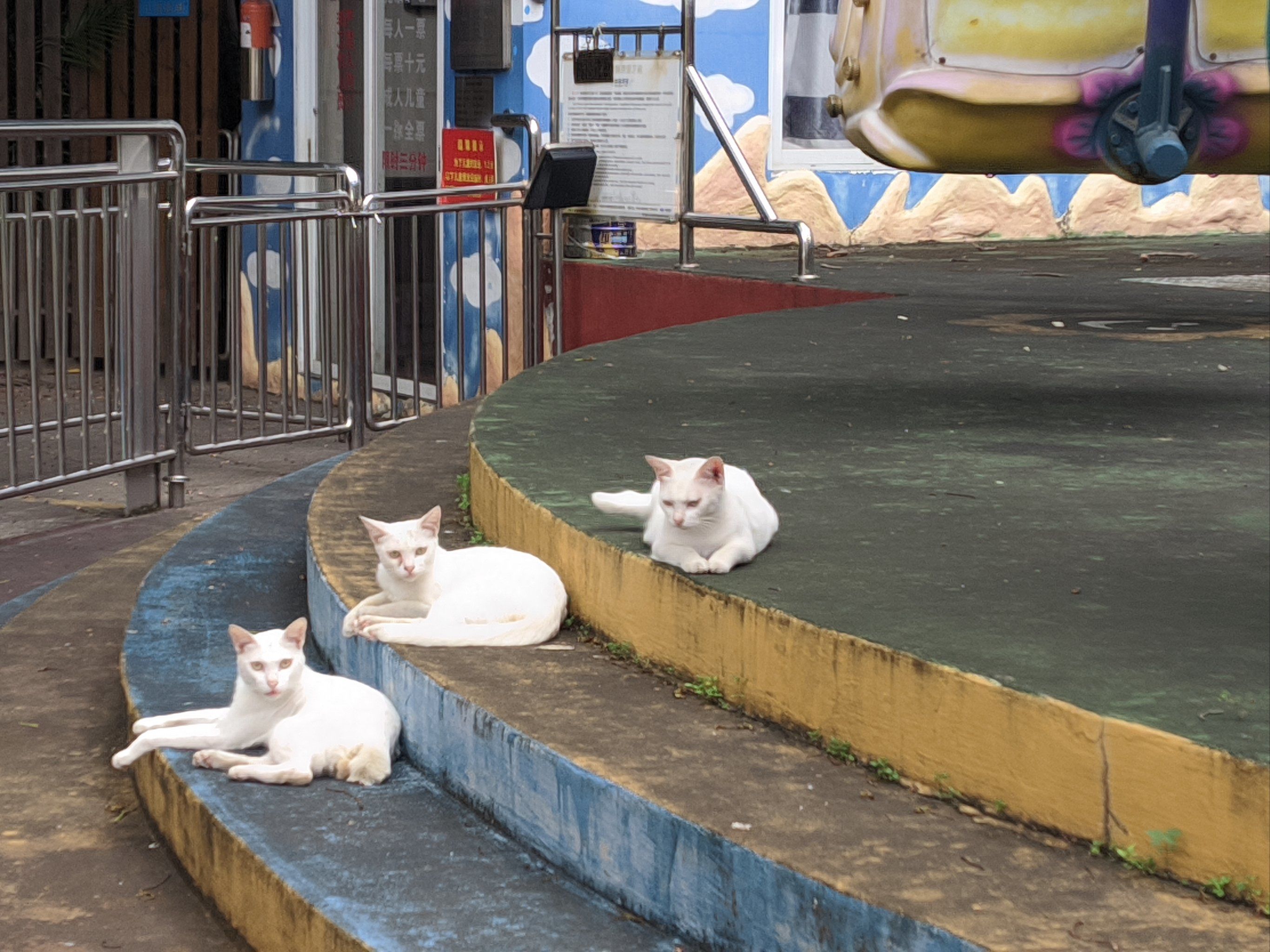 中山公园 猫猫乐园(2)