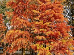 -上海海湾国家森林公园