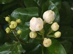 -中环花鸟鱼虫市场