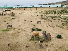 -新疆天山野生动物园