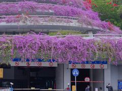 -深圳仙湖植物园-停车场