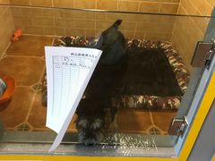 -西元前宠物酒店(郑庄府邸店)