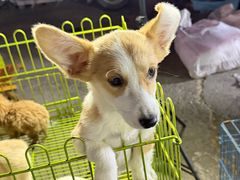 -中环花鸟鱼虫市场
