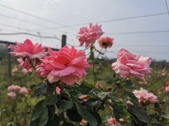 -菊园百果园
