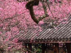 -杭州植物园