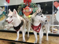 -Husky Go! 哈士奇体验馆·宠物咖啡厅狗咖